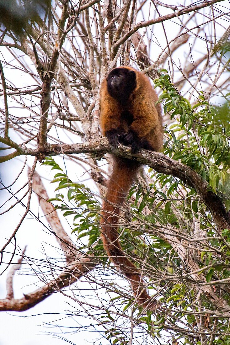 Masked titi monkey (Callicebus personatus), photographed in Linhares/Sooretama, Espírito Santo - Brazil. Atlantic forest Biome. Wild animal.