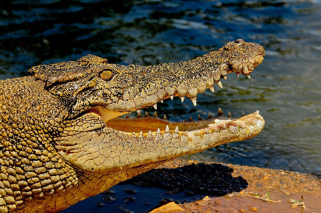 Crocodylus Park outside Darwin, Northern Territory, Australia, Oceania