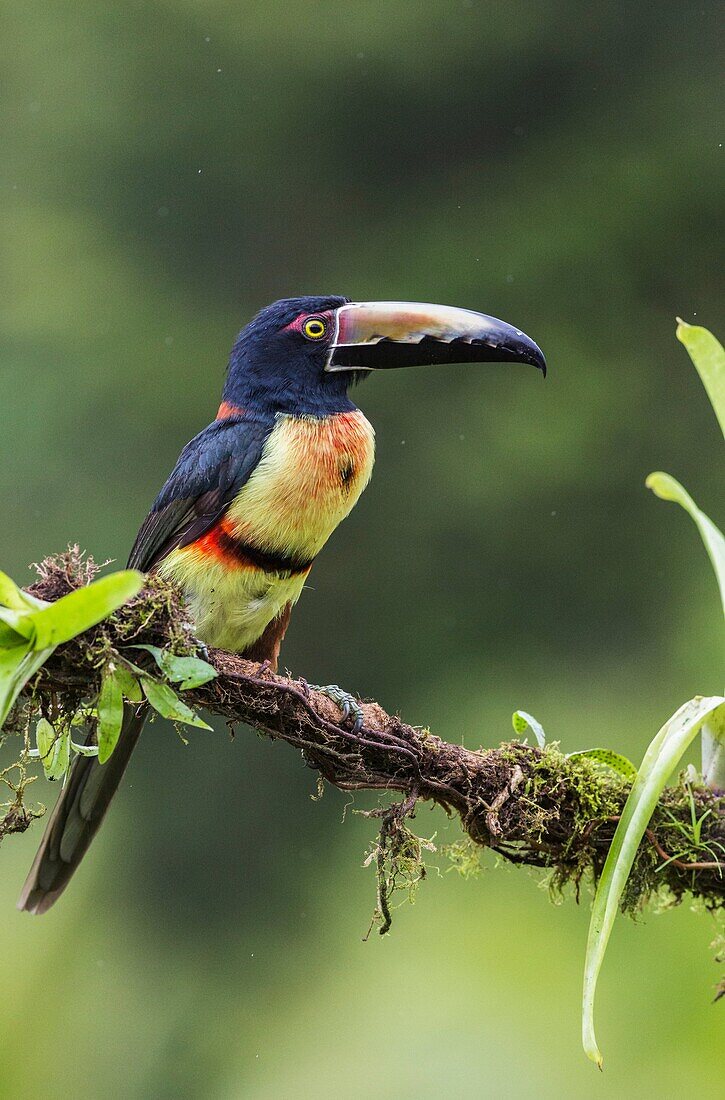 Collared Aracari, Pteroglossus torquatus, sitting in a tree in rainforest, at Laguna del Lagarto, boca Tapada, San Carlos, Costa Rica.