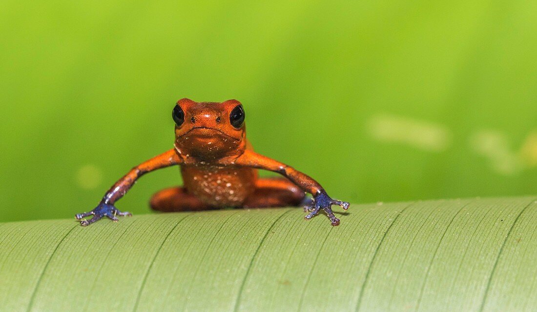 Blue-jeans Frog or Strawberry Poison-dart Frog, Dendrobates pumilio, sitting on a green banan leaf in rainforest at Laguna del Lagarto, Boca Tapada, san Carlos, Costa Rica.