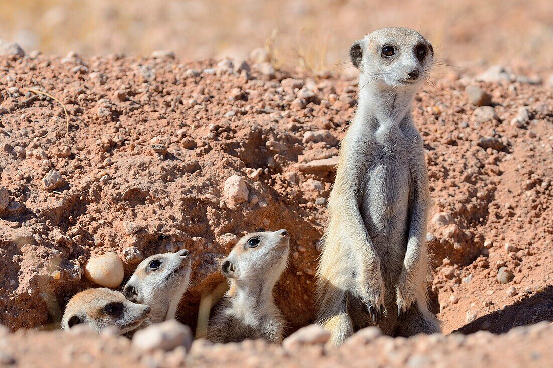 Meerkats (Suricata suricatta), adult and young at burrow entrance, Kalahari desert, Hardap Region, Namibia, Africa.