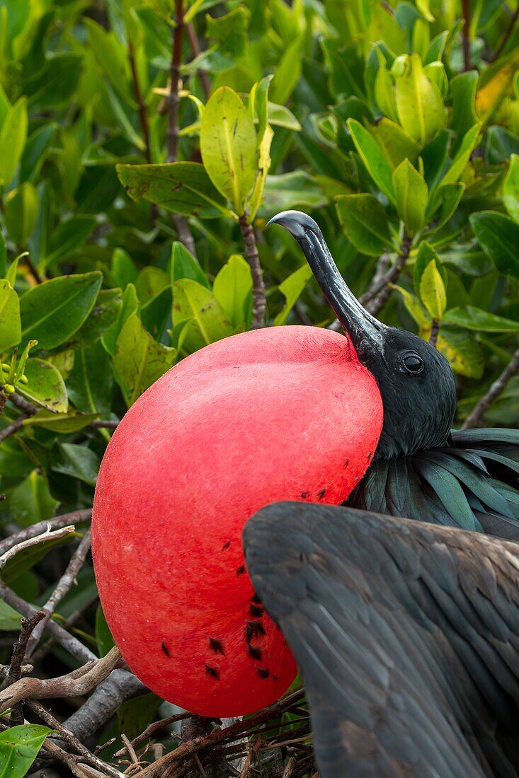 Close-up of a male frigate bird with inflated throat pouch (breeding season) on Genovesa Island (Tower Island) in the Galapagos Islands, Ecuador.