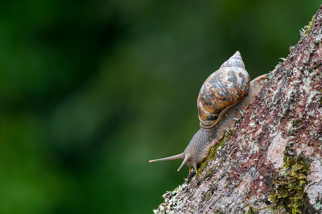 View from the observation tower of a snail on a branch in the rain forest canopy in the rain forest near La Selva Lodge near Coca, Ecuador.