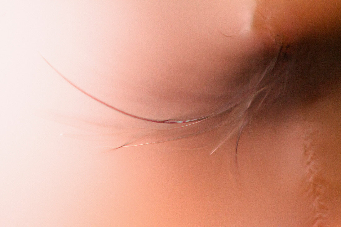 Extreme close-up of woman's eyelashes