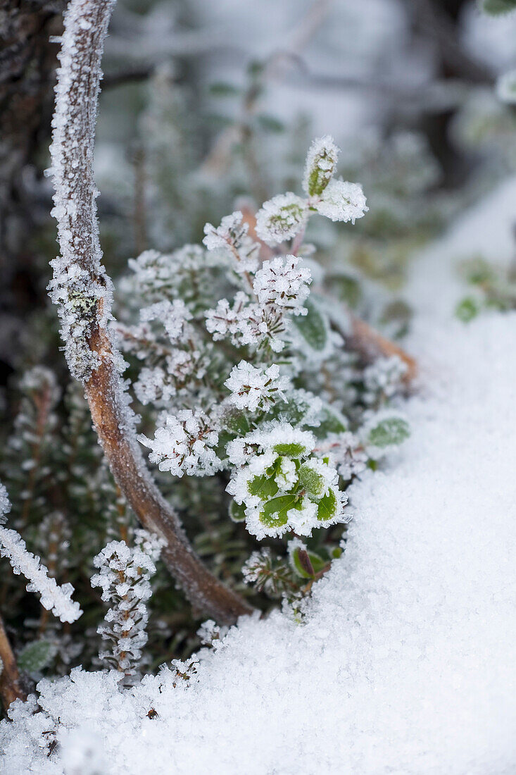 Close-up of frozen plants on field