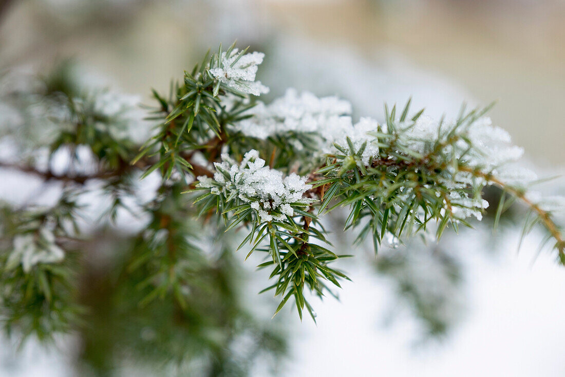 Close-up of snow on leaves