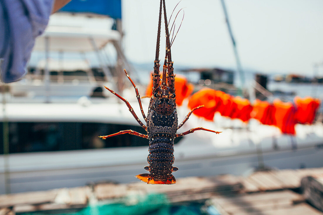 Close-up of man holding lobster outdoors