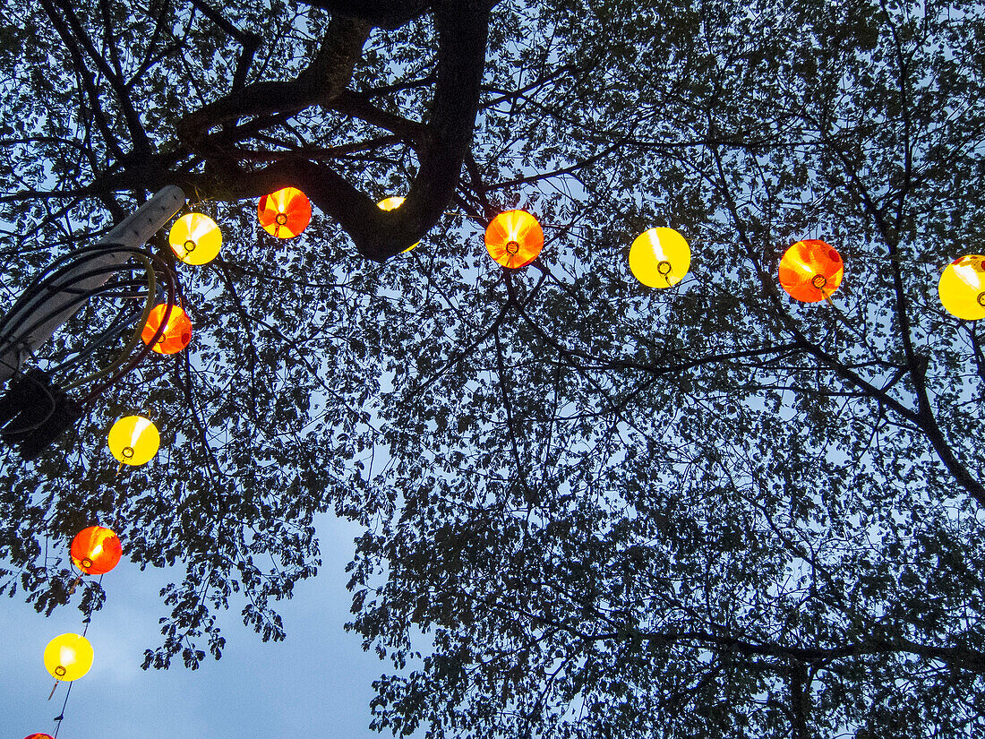 Low angle view of illuminated Chinese lanterns and tree