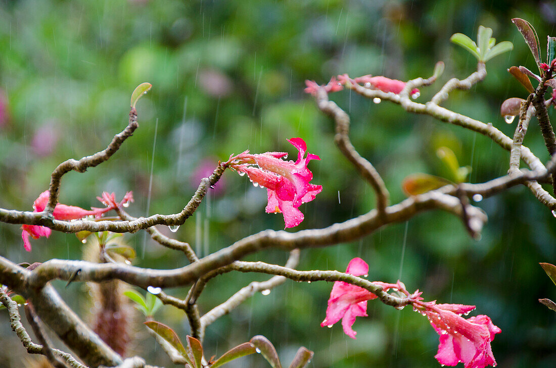 Close-up of pink flowers on tree during rainfall