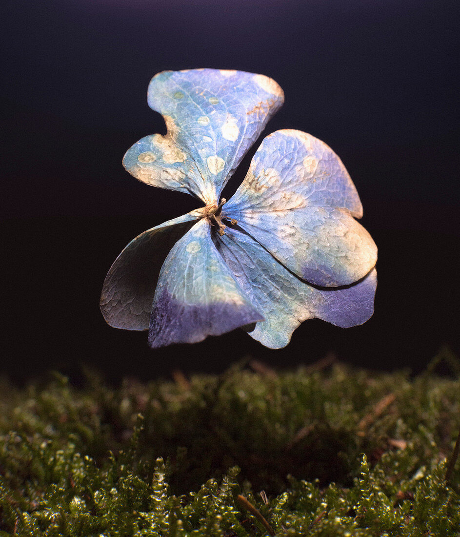 Digital composite image of wilted flower over grass against black background