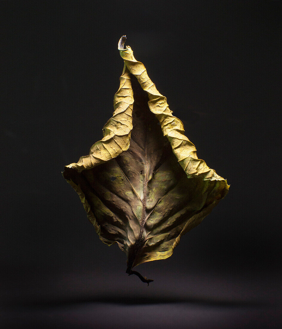 Close-up of dry leaf over gray background