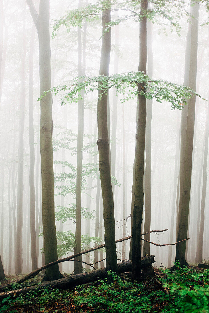 Tall trees in forest during foggy weather