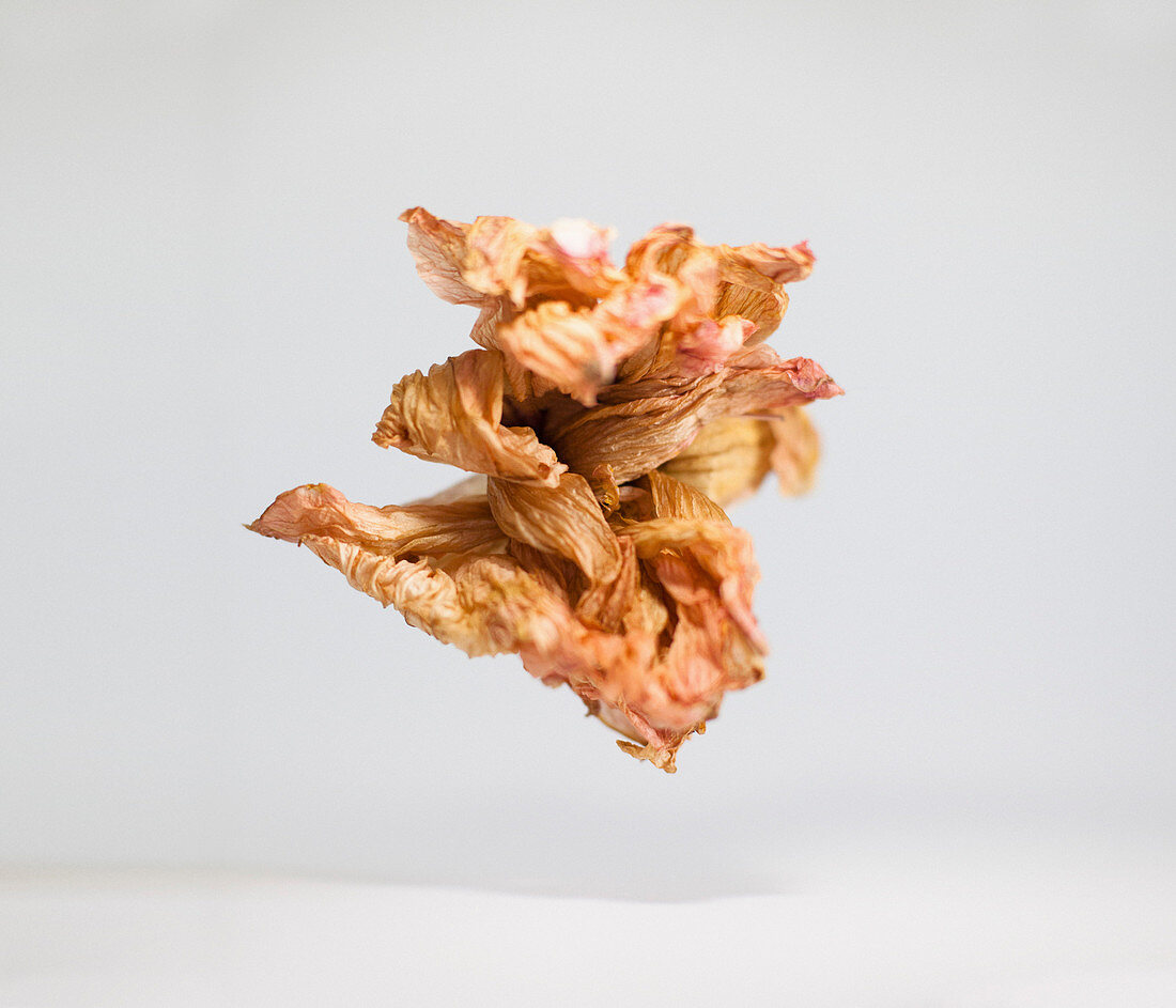 Close-up of dry flower over white background