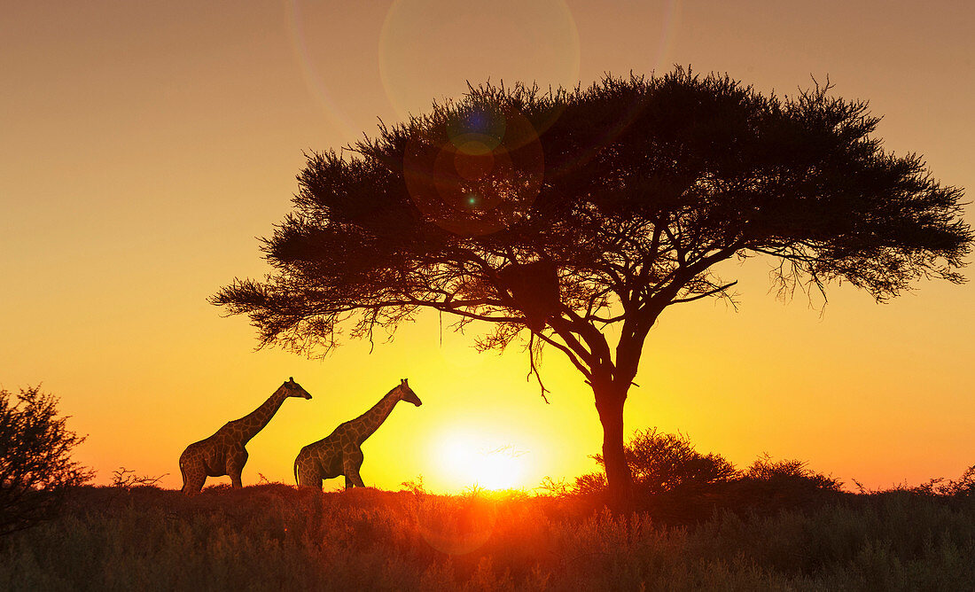 Giraffes under tree at sunset in Etosha National Park, Namibia