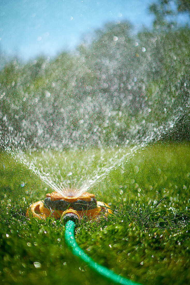 Surface level view of backyard sprinkler spraying