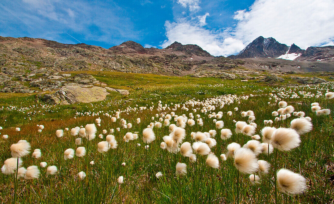 Cotton grass flowering at Gavia pass, Valtellina - Lombardy