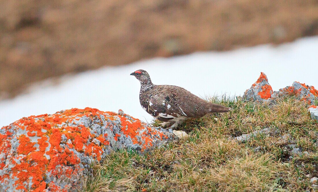 Ptarmigan in wetsuit in the Alps mountains - Valtellina - Lombardy - Italy