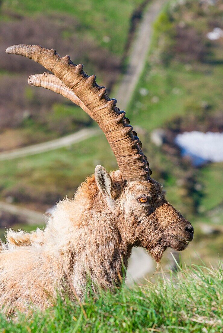 Featured alpine ibex in Gran Paradiso National Park - Pedmont - Italy
