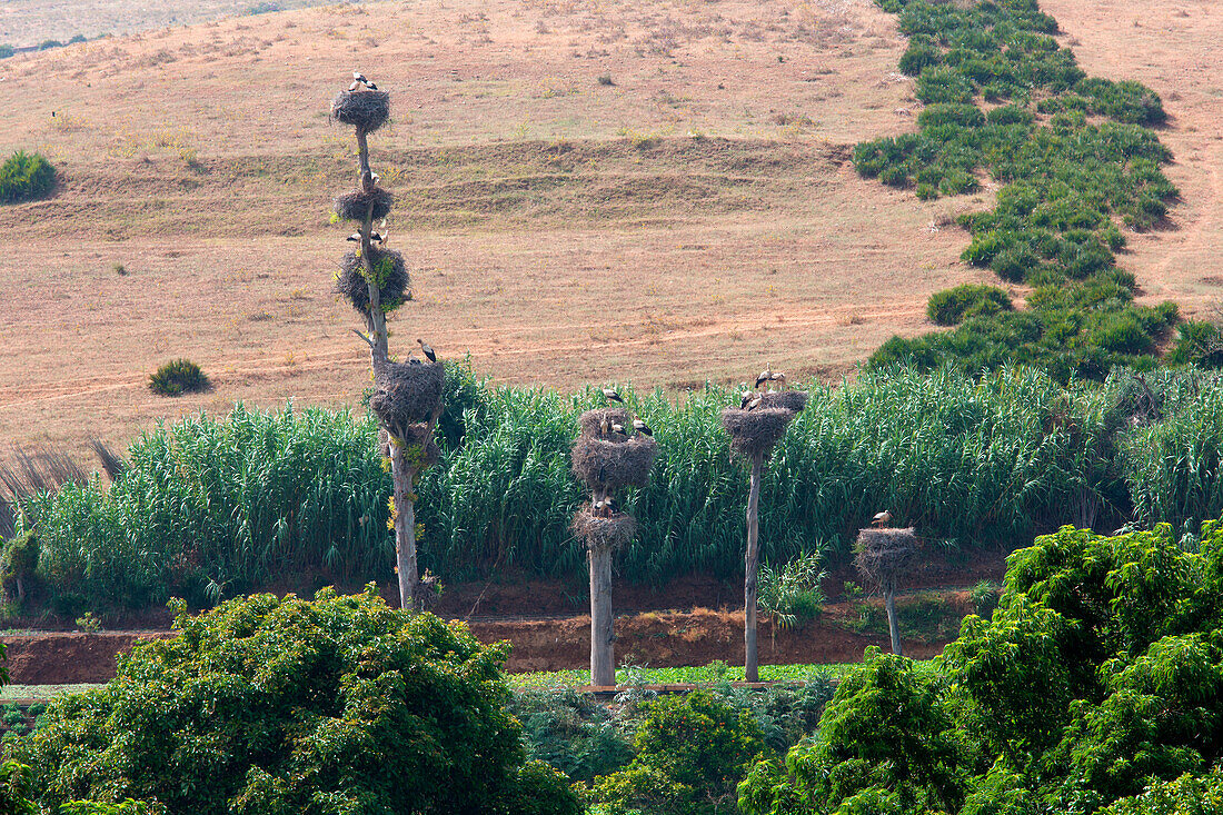 North Africa, Morocco, Capital Rabat, Stork's nest