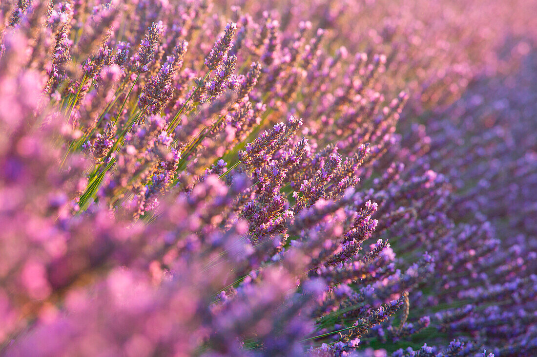 Europe, France, Provence Alpes Cote d'Azur, Plateau of Valensole, Lavender Flowers