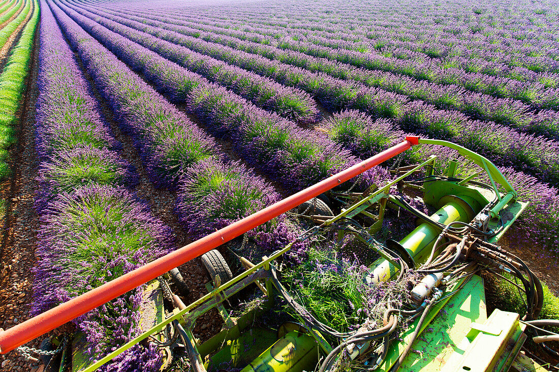 Europe, France, Provence Alpes Cote d'Azur, Plateau de Valensole, Harvesting first rows of lavender