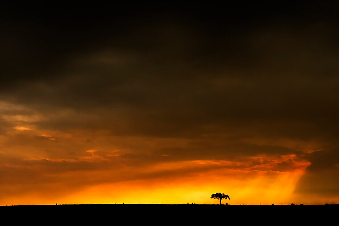 Masai Mara Park, Kenya, Africa A ray of light passing through the clouds and illuminates a tree on the horizon