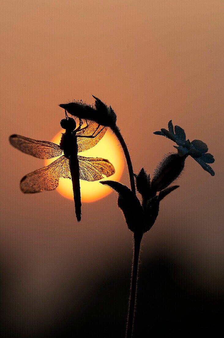 Parma, Emilia Romagna, Italy The silhouette of a dragonfly at sunrise