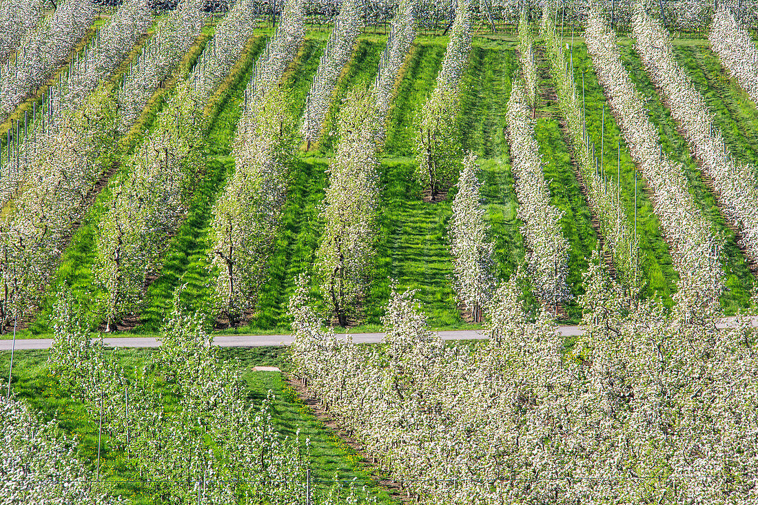 Flowering apple orchards Villa of Tirano Province of Sondrio Lombardy Valtellina Italy Europe