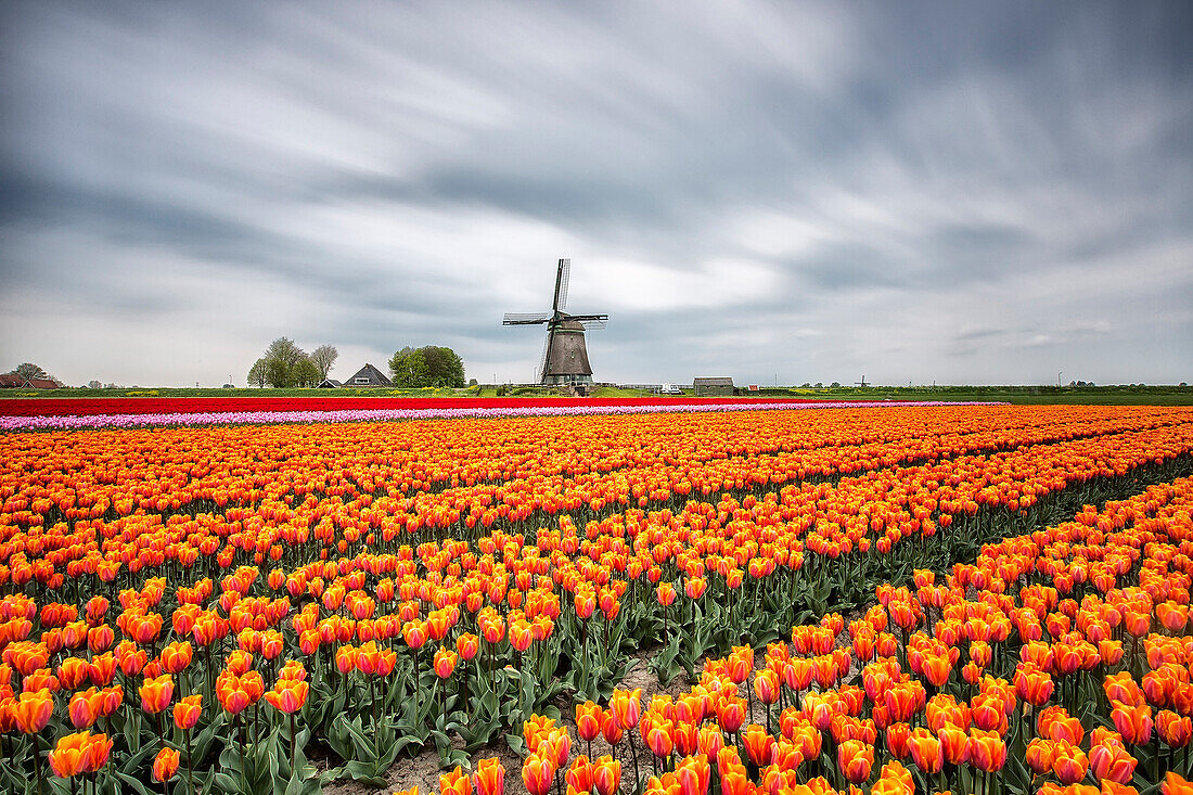 Spring clouds on fields of multicolored tulips and windmill Berkmeer Koggenland North Holland Netherlands Europe