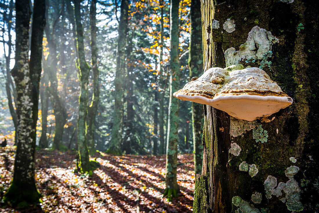 Sassofratino Reserve, Foreste Casentinesi National Park, Badia Prataglia, Tuscany, Italy, Europe, A strange mushroom attacked on the trunk