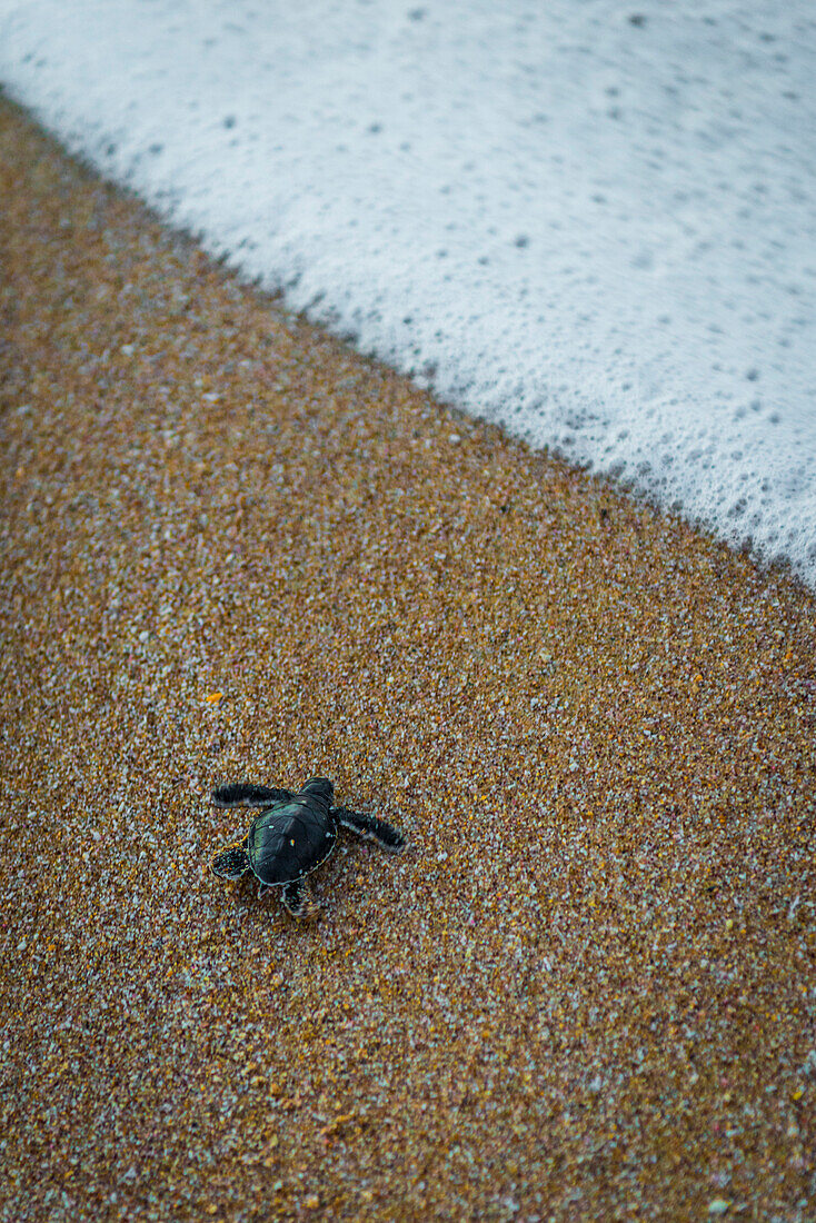 Ras Al Jinz, Turle Reserve, Sultanate of Oman, Middle East, Newborn green sea turtle returning to sea