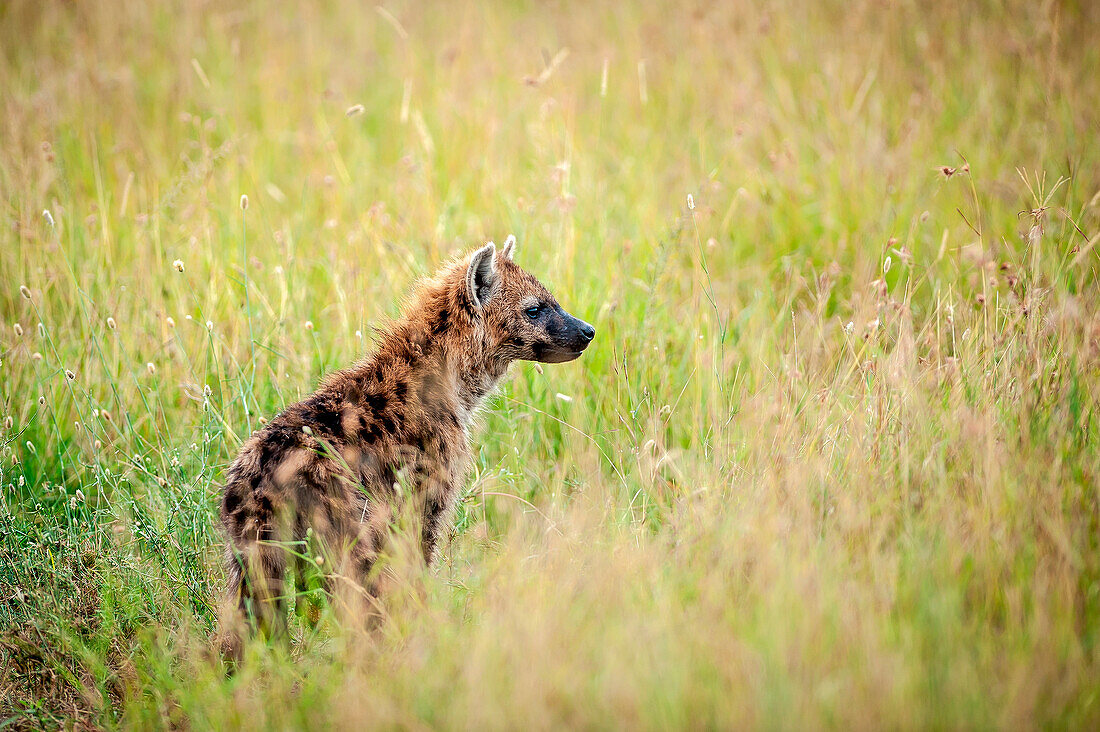 Masai Mara National Reserve, Kenya, Africa, An spotted hyena cub Crocuta crocuta