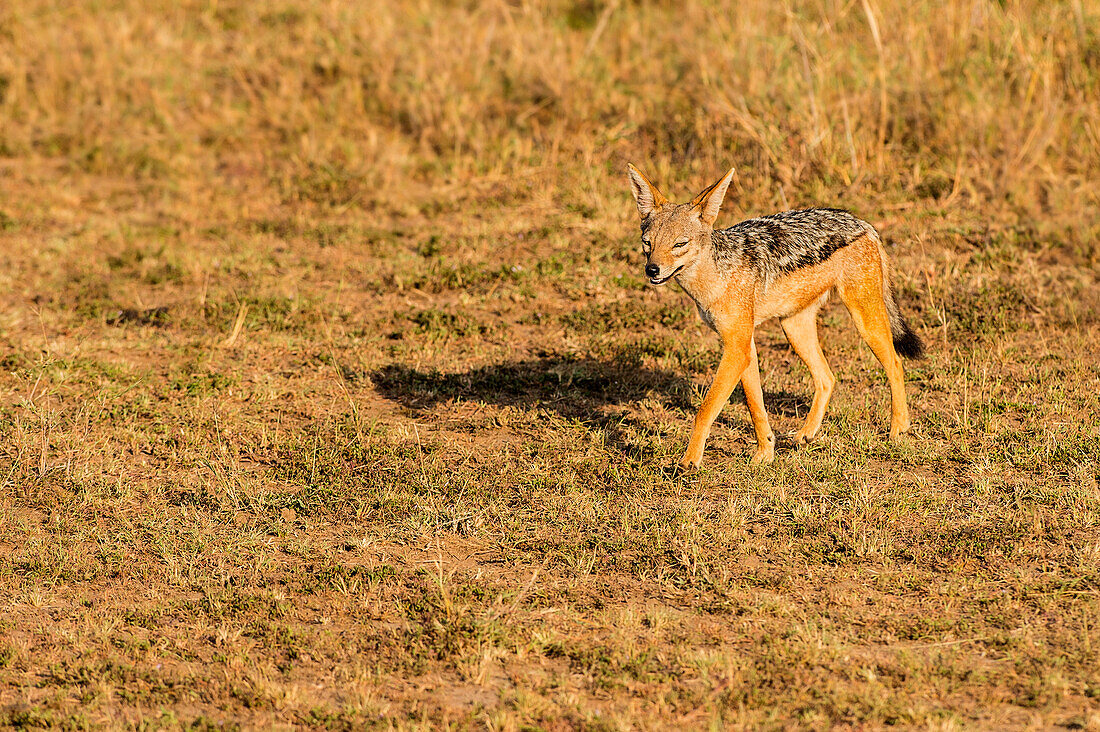 Masai Mara Park, Kenya, Africa