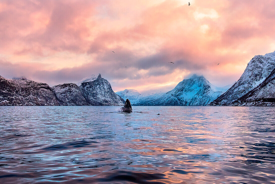 Mefjordv?r, Senja, Norway