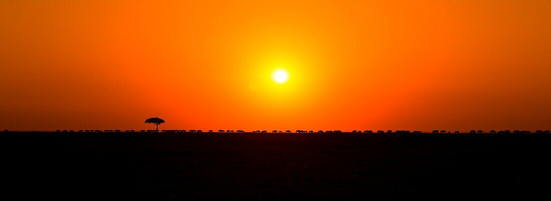 Masai Mara Park, Kenya, Africa The Great Wildebeest Migration on the horizon, photographed during a sunset
