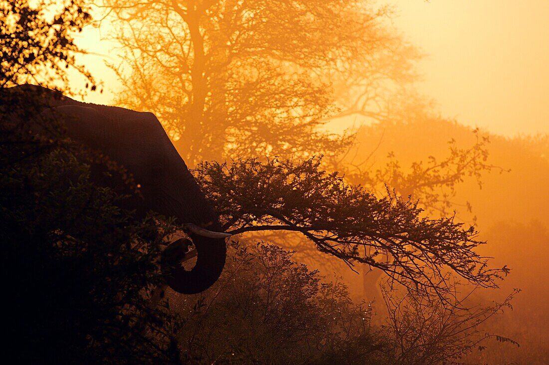 An elephant in the sunrise backlight, Timbavati reserve, part of the greater Kruger national park