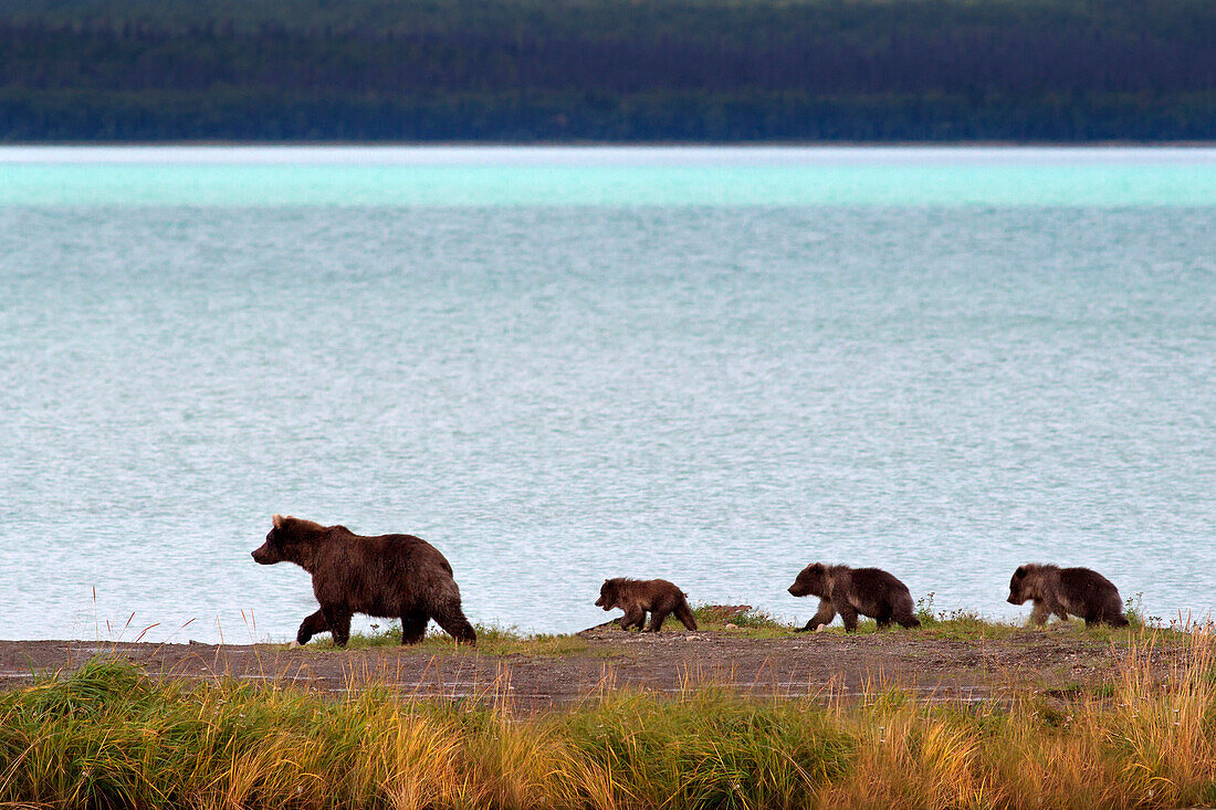 a brown bear walks on the naknek lake shore with her three cubs