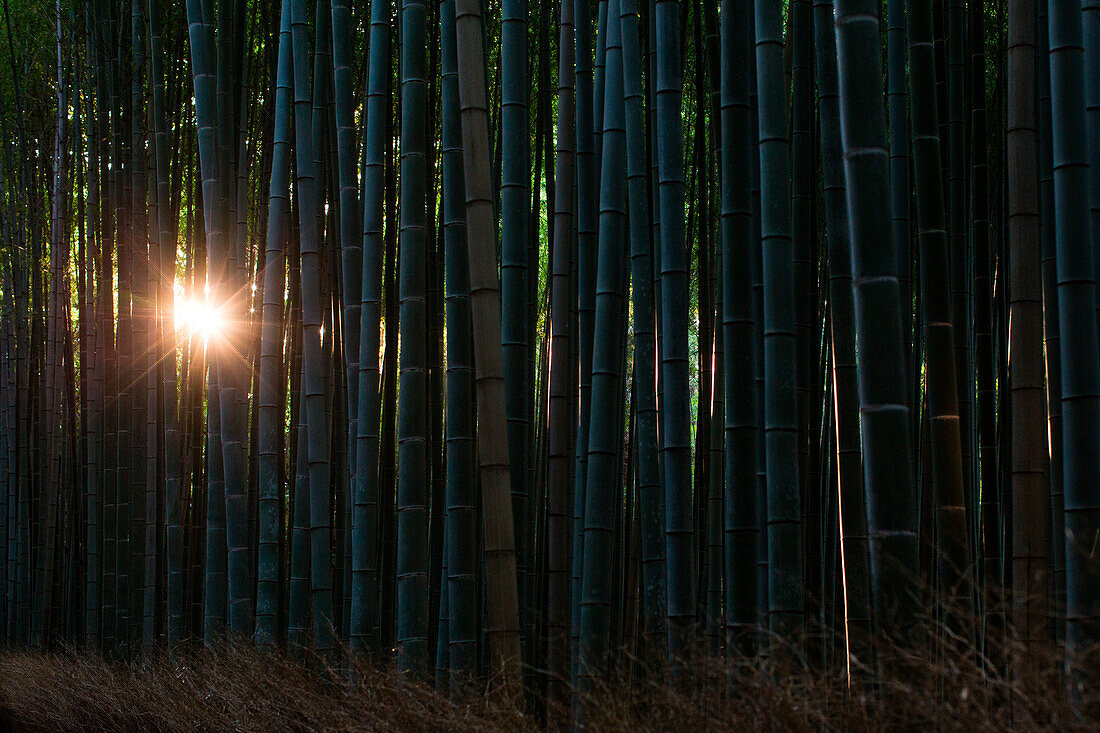 The sun breaks thru the bamboo in Arashiyama forest, in Kyoto