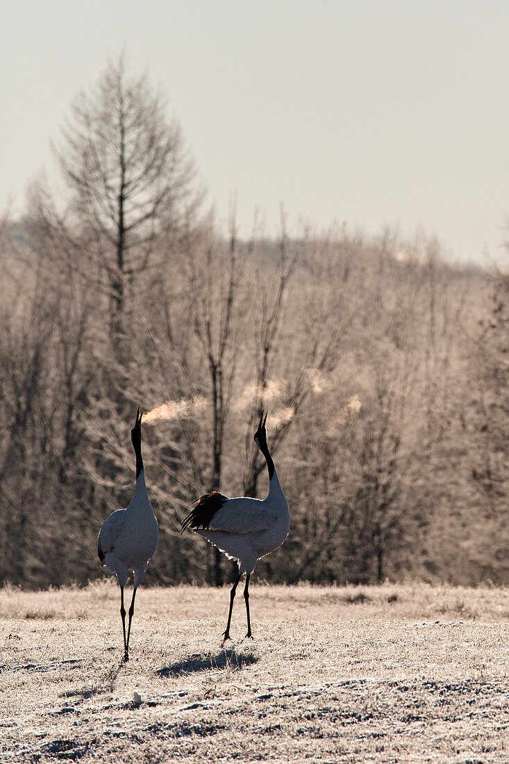 A chilly sunsrise in Tsurui crane center, Hokkaido, The cranes breath is frozen by the extreme temperatures
