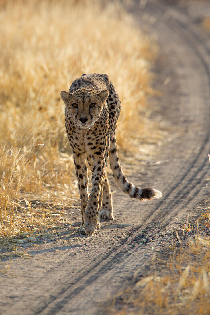 Cheetah on the road in Etosha Park, Namibia