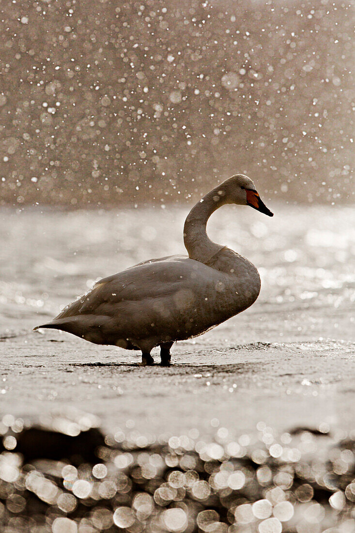 A whooper swan in the snowfall in back-light, Lake Kussharo