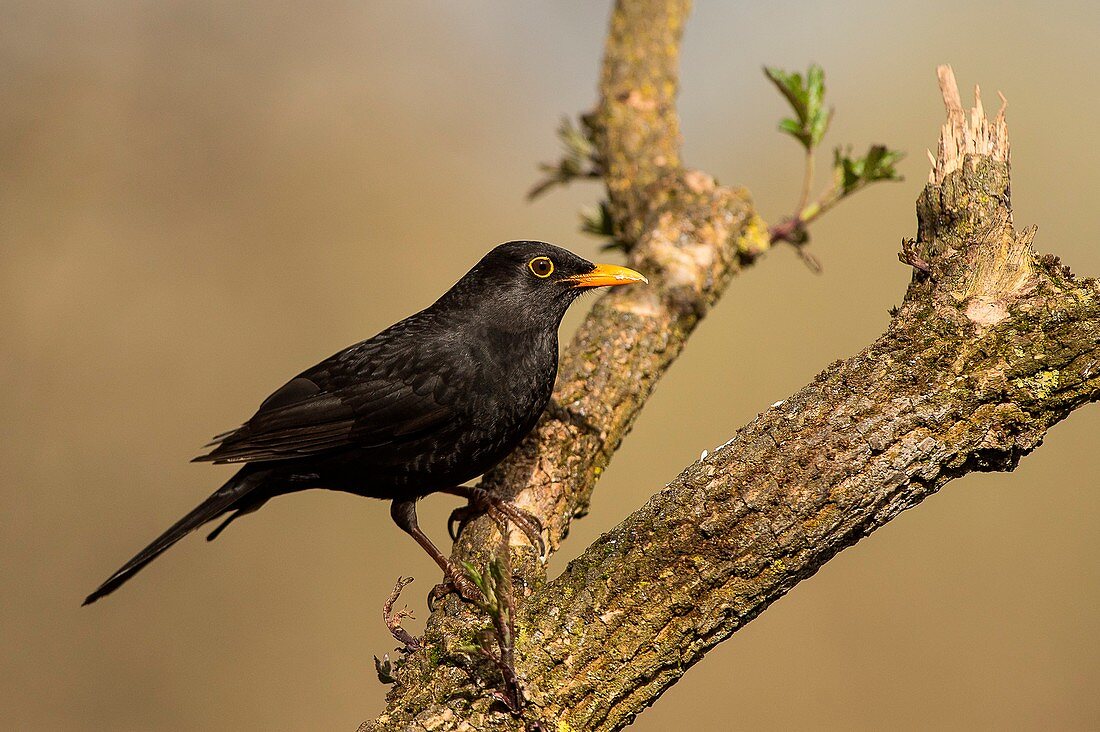 Santa Cristina di Quinto di Treviso, Veneto, Italy A male blackbird resting on a tree trunk