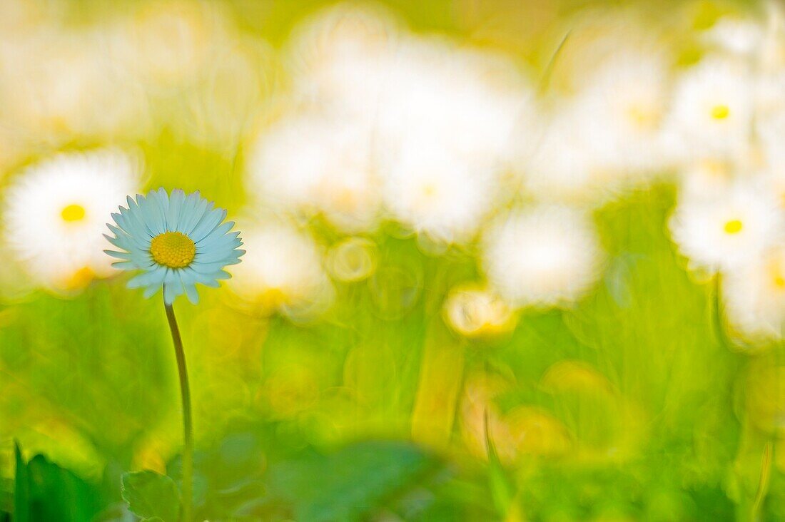 Garda Lake, Brescia, Lombardy, Italy A field of daisies photographed with the Meyer Trioplan