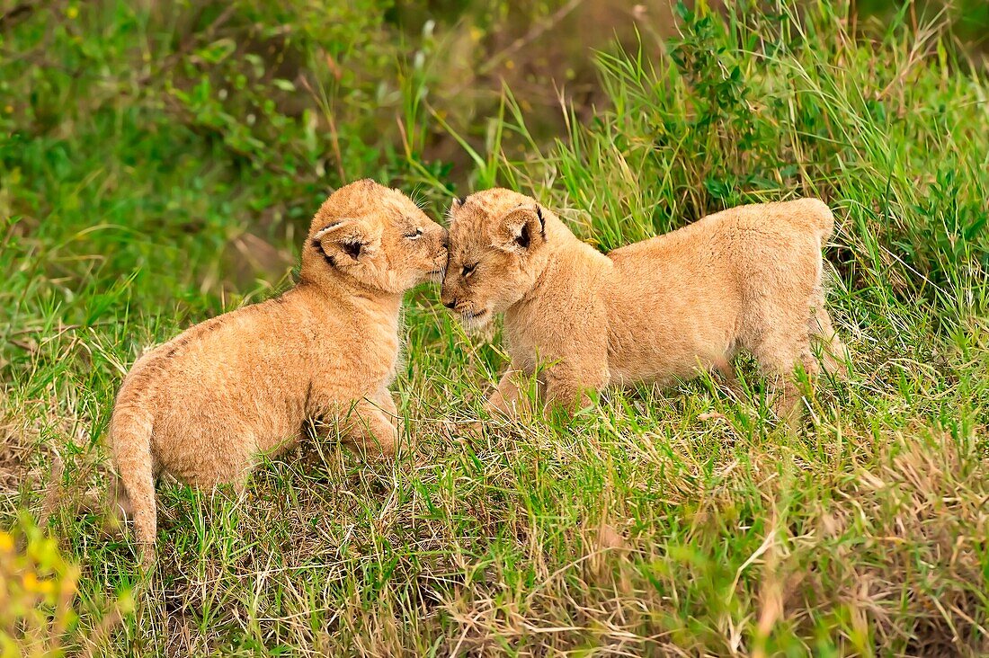 Masai Mara Park, Kenya, Africa Gestures of affection between two lion cubs