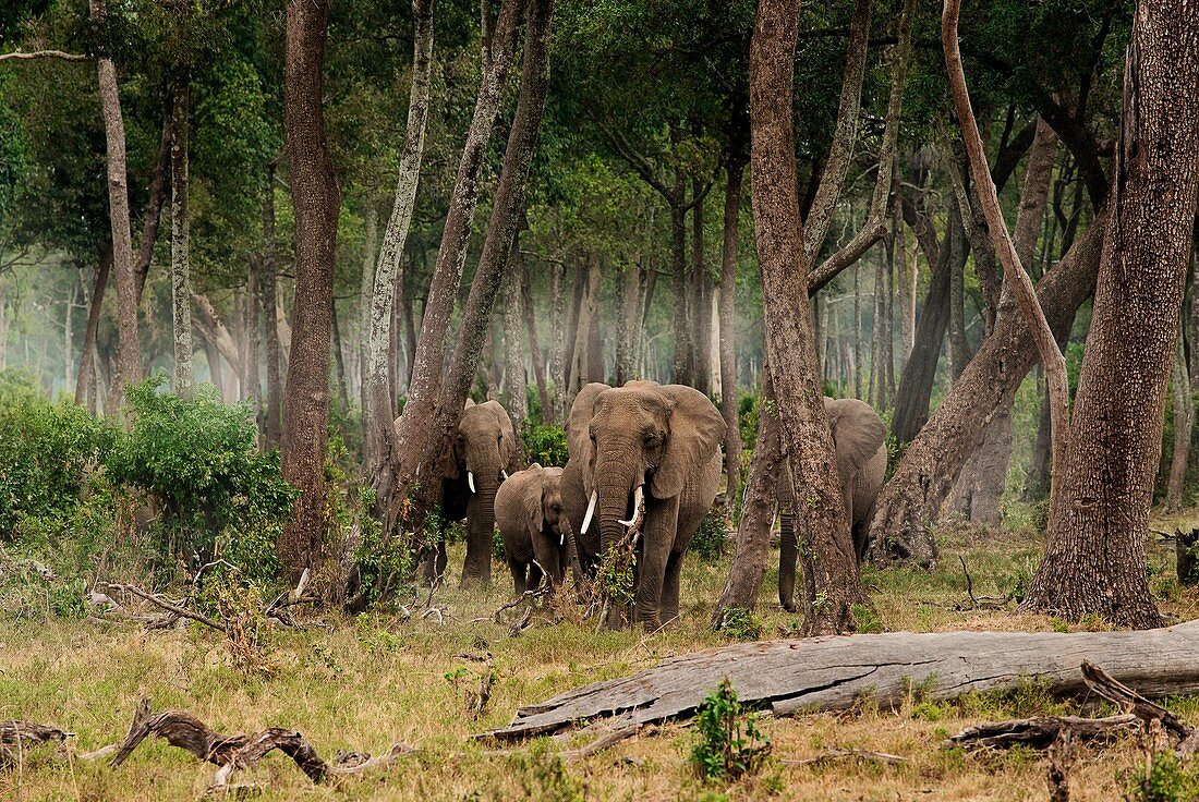 Masai Mara Park, Kenya, Africa A group of elephants while exiting a wooded area of the Masai Mara