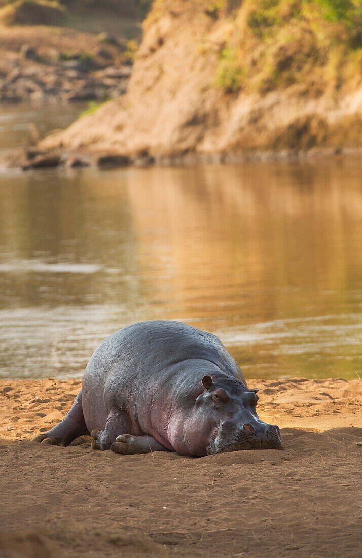 Masai Mara Park, Kenya, Africa A hippo lying on again while resting on the banks of a river in the park of Masai Mara