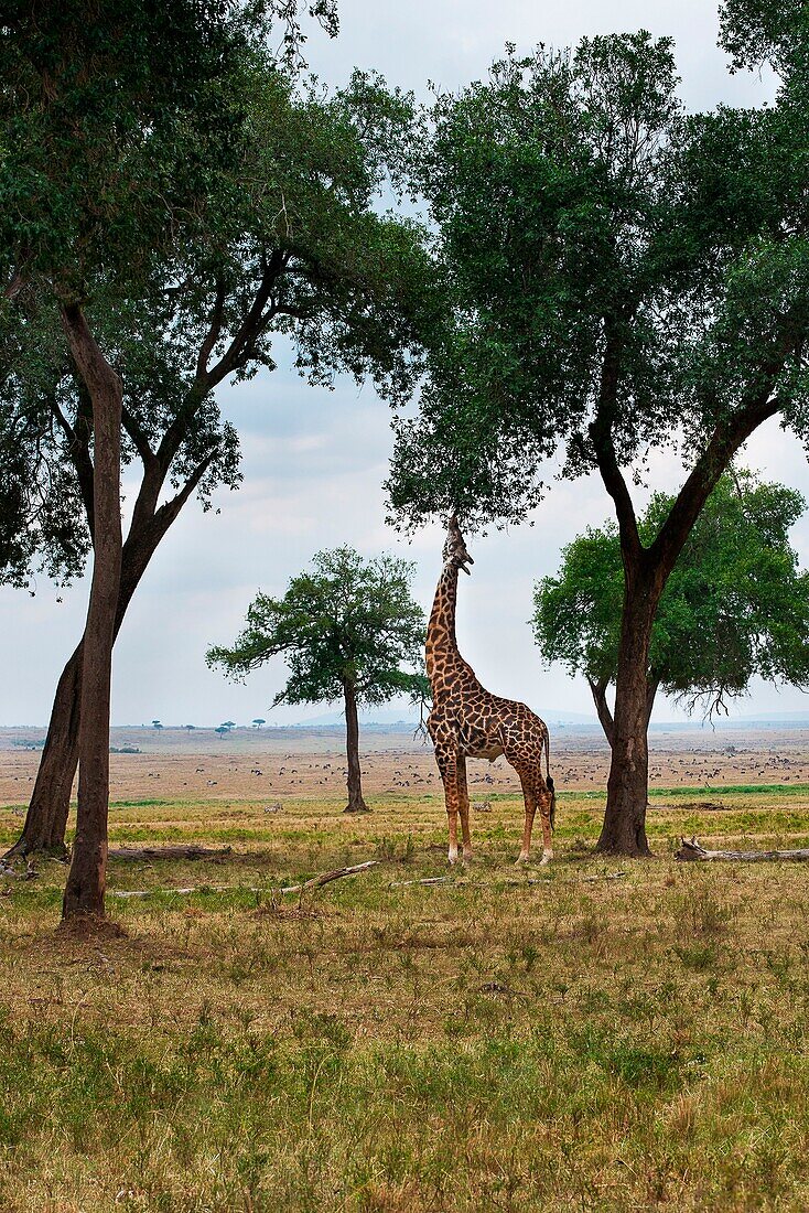 Masai Mara Park, Kenya, Africa A giraffe intent on eating the leaves of a tree in the park of Masai Mara