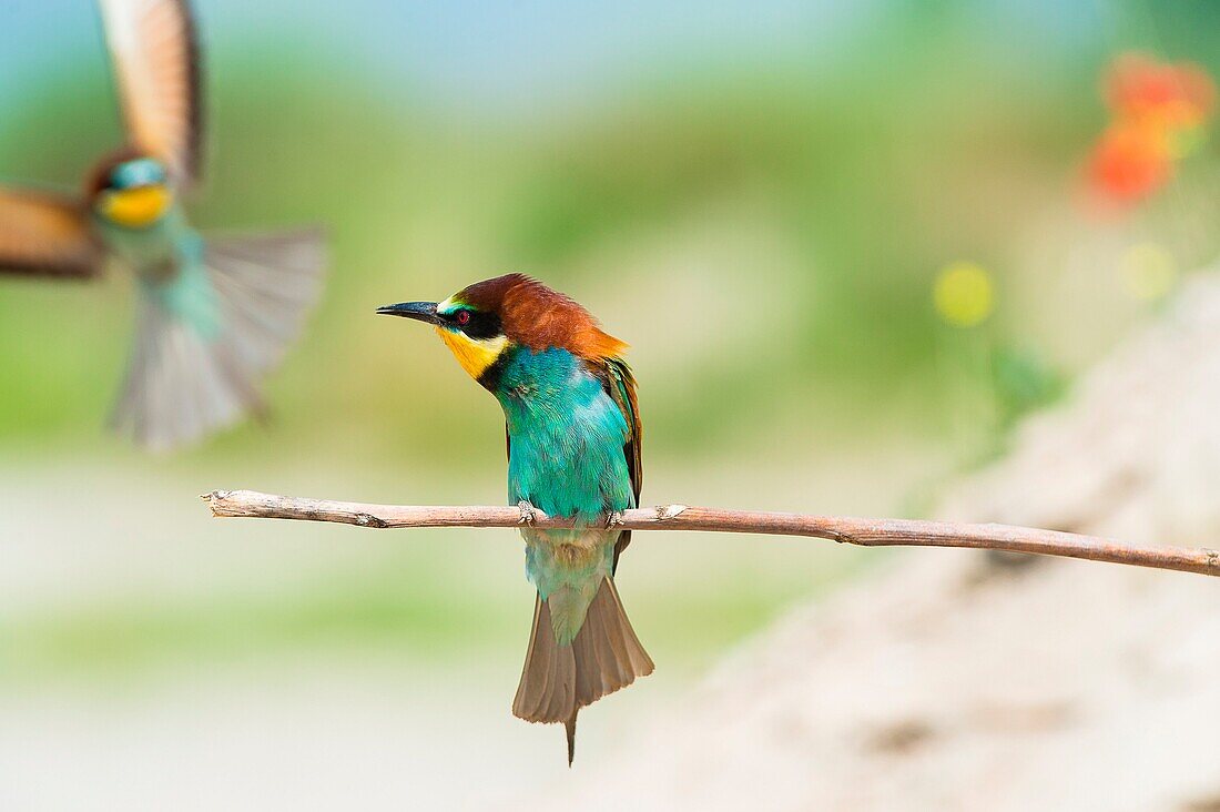 Canneto sull'Oglio, Mantova, Lombardy, Italy The bee-eater Merops Merops Linnaeus, 1758  is photographed while resting a branch