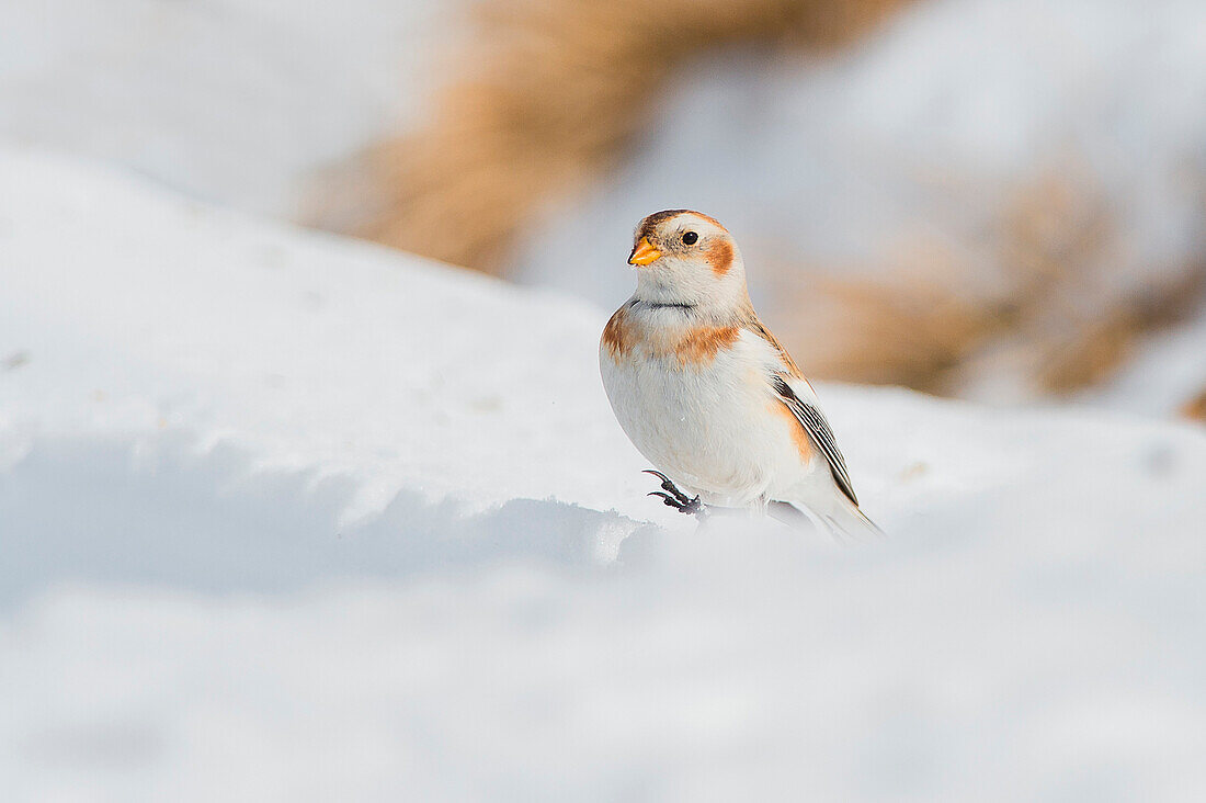 Lessinia, Veneto, Italy Photography of a bunting taken in the snow on the mountains of Lessinia