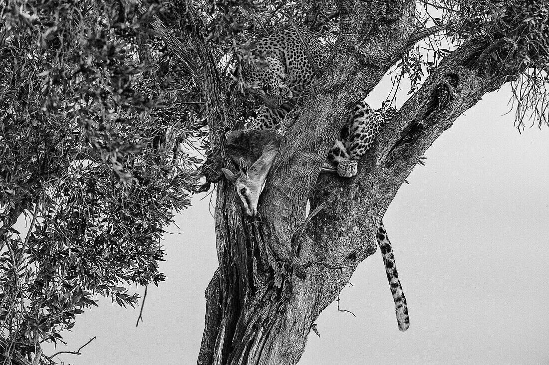 Park Masai Mara, Kenya, Africa Male leopard with its prey on a plant